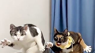 Hai Chú Mèo Nhảy Múa Cực Đáng Yêu! 😂❤️ | Xem Mà Không Nhịn Được Cười! #shorts