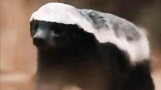 Honey badger beautiful video