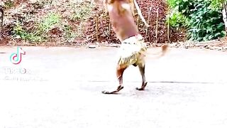Dancing dog 5
