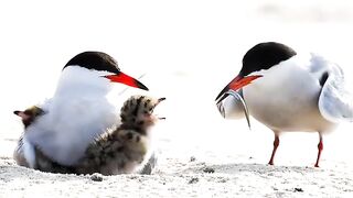 A beautiful glimpse of nature 🐦❤️