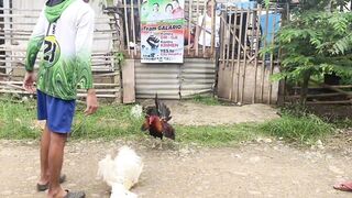 Sabong manok