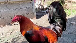 Manok na pula