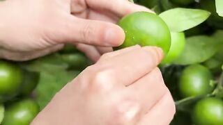 Immersive Mandarin Orange Peeling 🍊 | Sweet & Juicy Green-Skin Mandarin