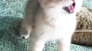 Cute Baby Cat Reaction Cat videos #Shorts #cats #pussycat#kitten #shorts#funny#animals #tiktok