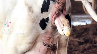 Sheep giving birth