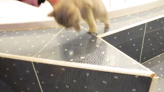 Kitten does not want to bath and meows loudly 3