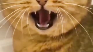 baby cat crying 😃😭