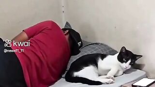 قطتى الجميله كسرة الموبايل