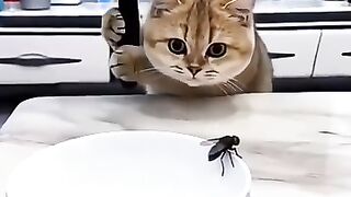 Cat attacking the mosquito