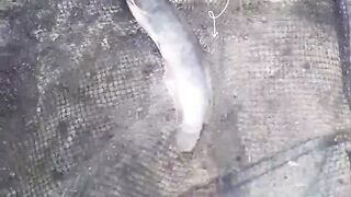 Examples of Fish Affected by Bacteria