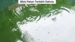 Tips for Spreading New Catfish Seeds