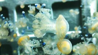 Golden Jellyfish Swimming in Aquarium Tank with Blue Tentacles 4K