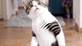 😂 This Cat Thinks It Can Dance! 😹🔥 | Funniest AI Cat Video
