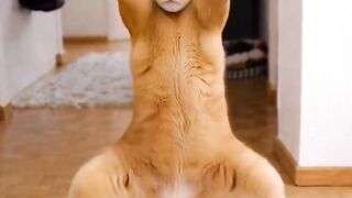 😹 This Cat Has Better Dance Moves Than Me! 😂🔥 | Funny Dancing Cat