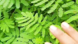 Kaud Bel Fruit | Rare Wild Wood Apple Fruit in Bangladesh | Amazing Facts About Kaud Bel