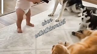 Funny animal 73