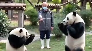 Best acting Panda