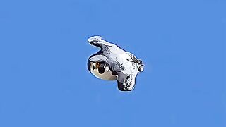 Falcon speed