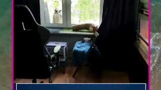 kurir spesial