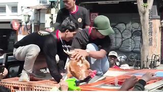 Rugi Bandar Akibat Pakan Mahal! Peternak Menjerit, Nekat Bagi-Bagi Ribuan Ayam Gratis di Malioboro 🐔💸