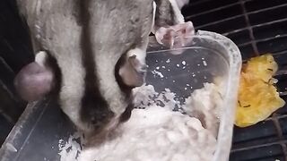 sugar glider is eating