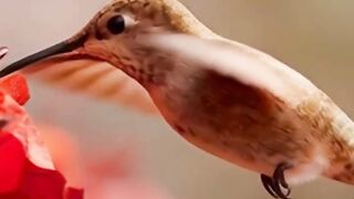 Why Do Hummingbirds Fly Backwards? 🐦 The Only Bird That Can! #shorts