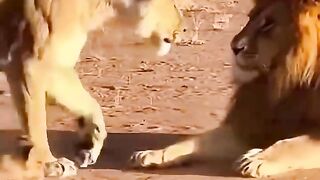 Animal love 9