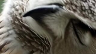 Why Do Owls Rotate Their Heads So Far? 🦉 The Truth Is Amazing! #shorts