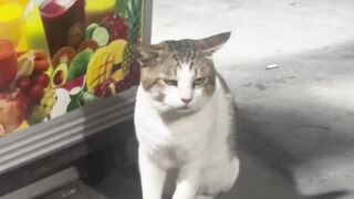 kucing 34