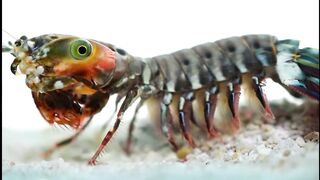 Beautiful God creation creature in the sea.