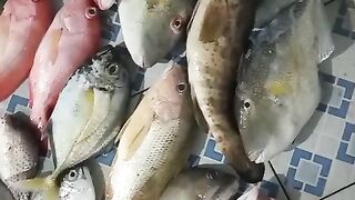 Results from 1 night of beach fishing