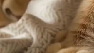 Why Do Cats Knead Blankets? 😺 The Surprising Reason Behind This Adorable Behavior! #shorts
