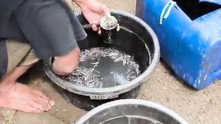 Bagaimana ciri-ciri bibit lele sortiran terakhir