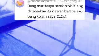 Rumus jumlah tebar bibit lele dari tebar jarang hingga tebar padat