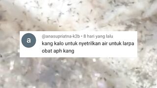 Telur lele GAGAL menetas (BONOR) Didasar kolam Begini cara mengatasinya