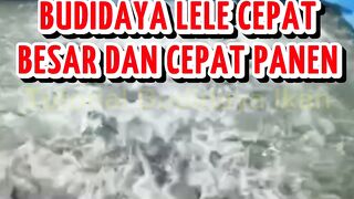 TIPS Budidaya lele lancar cepat besar aman dari penyakit