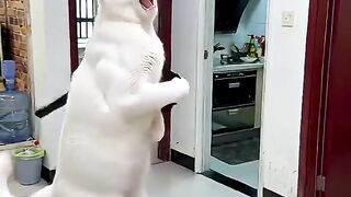 Two Cats Start Fighting on the Bus! 😂🚌 | Funniest Cat Battle Ever! #shorts funny video