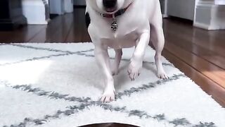 This Dog Just Made a HUGE Mess! 😱💥 | What Did He Do?! #shorts. Funny video