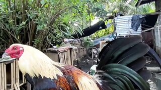 Manok talisayin
