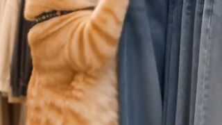 When the Cat Decides to Wear Pants! 😂🔥 | Funniest Cat Ever #shorts funny video