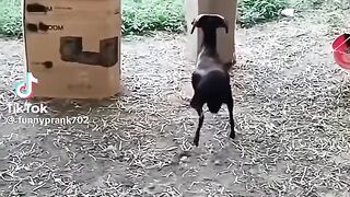 Vídeo engraçado 7