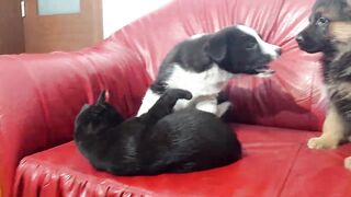 german shepherds stray cat video