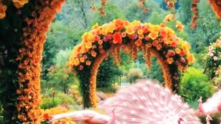 Peecock lovers ai video 3