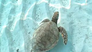 A Peaceful Swim 🐢💙