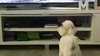 Animal clip 2