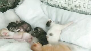 My cats 9