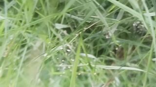 grass forest