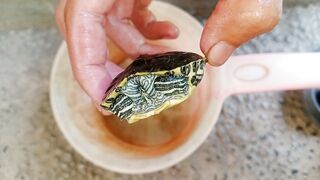 Turtle 8