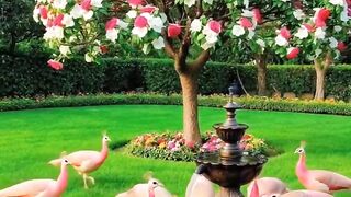 Peecock lovers ai video 5