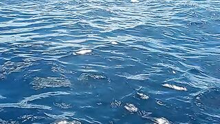 Fish Fighting